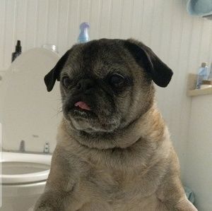 Meet your Posher, Alexandra